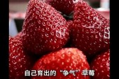 草莓国产在线,品味本土鲜甜，共筑绿色食尚